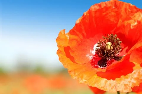Poppy close-up Stock Photos