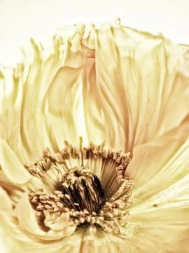 Poppy close-up Foto stock