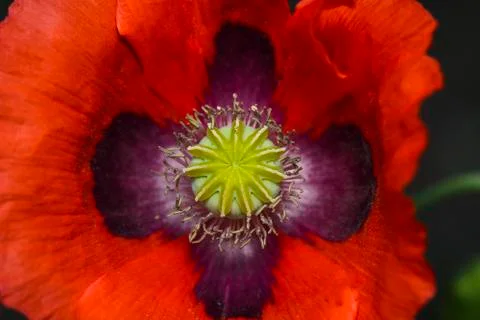 Poppy close up Stock Photos