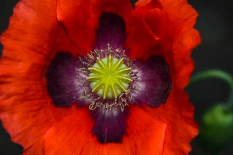 Poppy close up Stock Photos