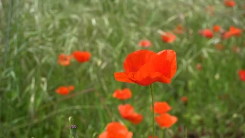 Poppy close-up on a windy day Stock Footage 111089613
