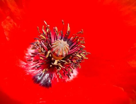 Poppy core Foto stock