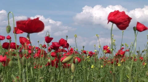 Poppy dancing in the wind Stock Footage 1101884