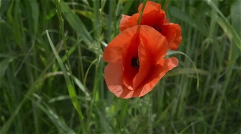 Poppy dancing in the wind Stock Footage 51555189