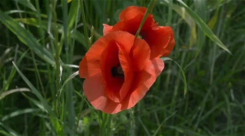 Poppy dancing in the wind Stock Footage 51555406