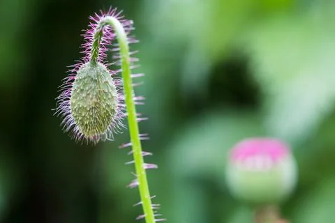Poppy days from budding Stock Photos