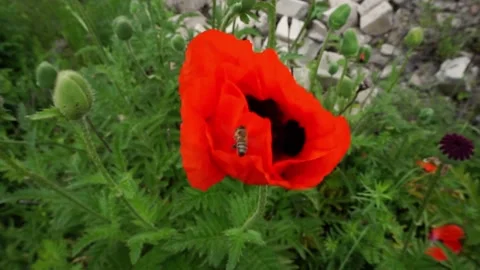 Poppy develops in the wind Видео 156033995