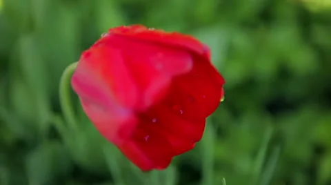 Poppy with dew drops Stock Footage 50397268