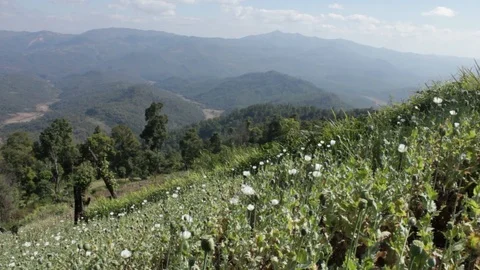 Poppy farm in Shan State Myanmar Stock Footage