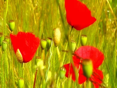 Poppy Field 2 Stock Footage 490216