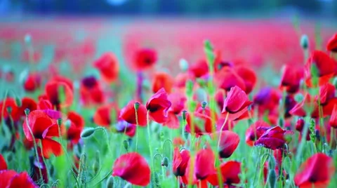 Poppy Field Background Stock Footage 50547456