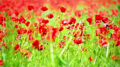 Poppy Field Background Stock Footage 50547674