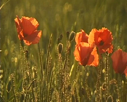 Poppy field in Backlight 스톡 동영상 270795