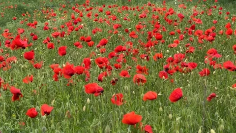 Poppy Field Bloom Stock Footage 310821914
