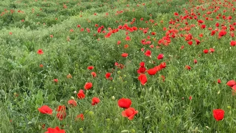 Poppy Field Bloom Stock Footage 313657510