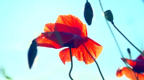 Poppy field. Blooming Poppies. Stock Footage 59087364