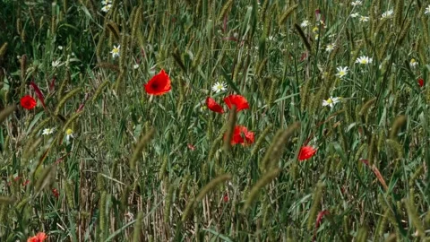 A poppy field close-up Stock Footage 321538796