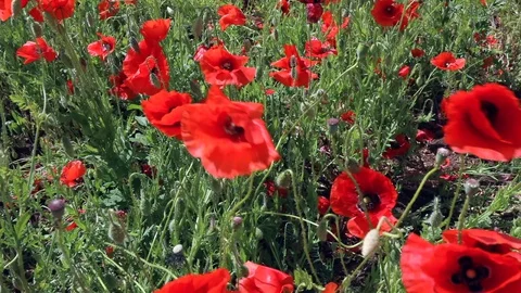 Poppy field closeup Stock Footage 129359817