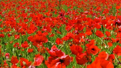 Poppy field closeup Stock Footage 129362313