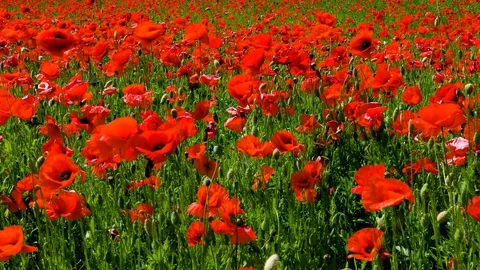 Poppy field closeup Stock Footage 129362526