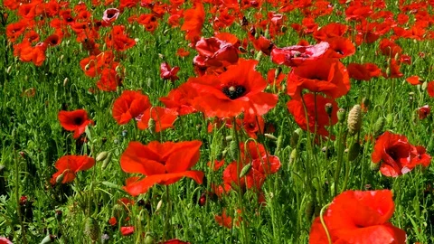 Poppy field closeup Stock Footage 129362756