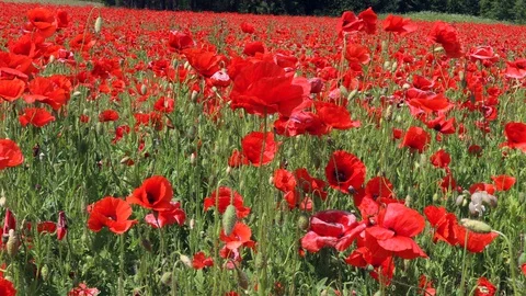 Poppy field closeup Stock Footage 129364751