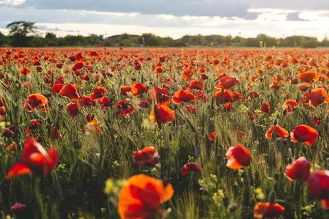 Poppy field flowers in the rays of the setting sun Stock Photos