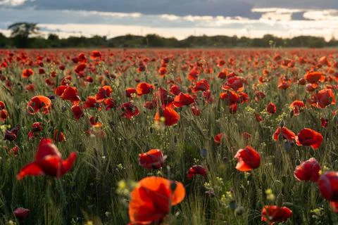 Poppy field flowers in the rays of the setting sun Foto stock