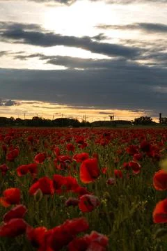 Poppy field flowers in the rays of the setting sun Stock Photos