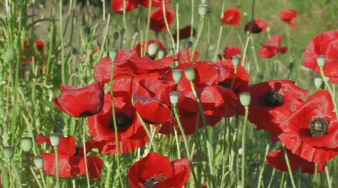 Poppy field Stock Footage 141452