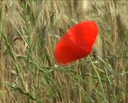 Poppy on a field Видео 371549