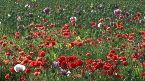 Poppy field Stock Footage 449389