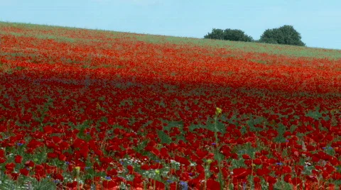 Poppy field Stock Footage 513379