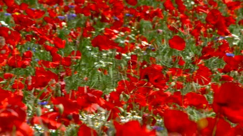 Poppy field Stock Footage 513538