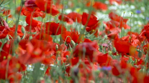Poppy field Stock Footage 513546