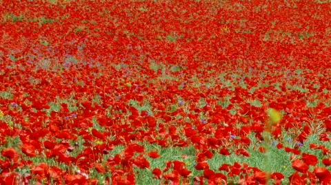 Poppy field Stock Footage 514617