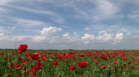 Poppy in the Field Stock Footage 731135