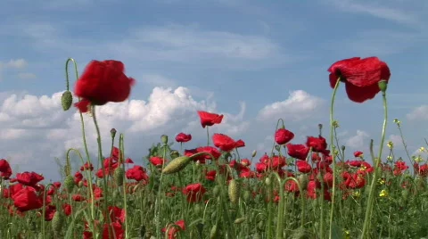Poppy in the Field Stock Footage 731137
