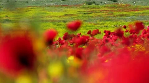 Poppy field Stock Footage