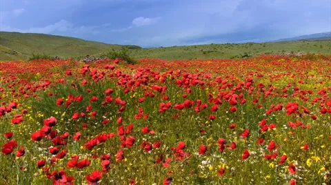 Poppy field 库存影片 1014482