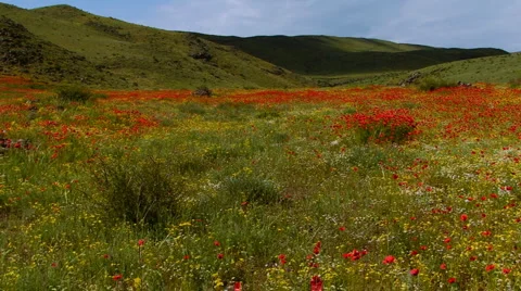Poppy field 库存影片 1014562