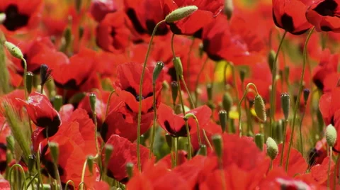 Poppy Field  Stock Footage 1032092