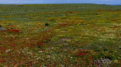 Poppy Field Stock Footage