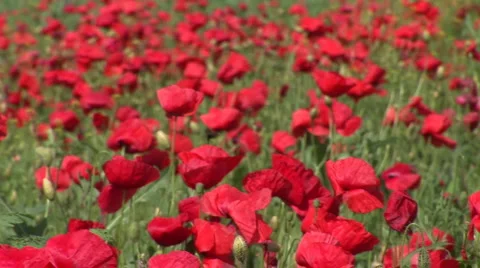 Poppy in the Field Stock Footage 1101940