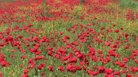 Poppy in the Field Stock Footage 1101986