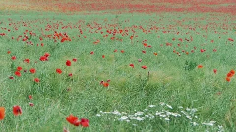 Poppy Field Stock Footage 10864096