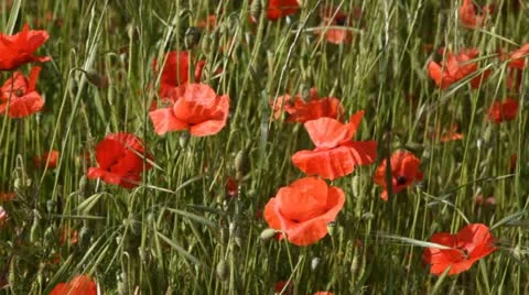 Poppy field Stock Footage 11519088