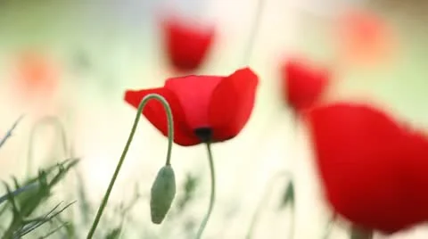 Poppy field Stock Footage 12077237