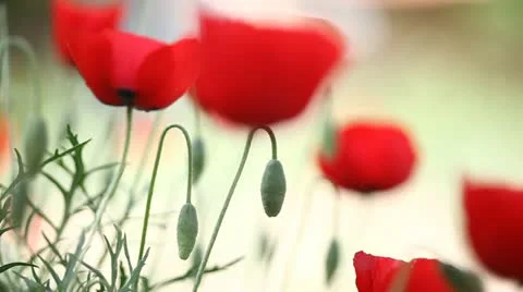 Poppy field Stock Footage 12077713