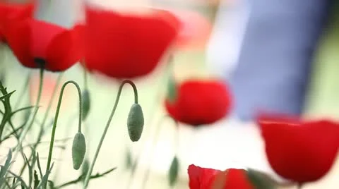 Poppy field Stock Footage 12180108